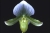 Paph. Hsinying Majakun